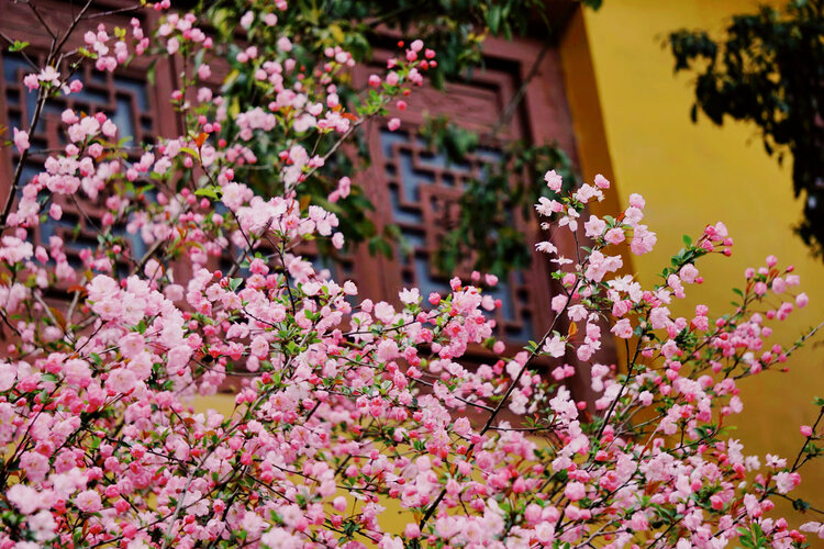 猫咪【美摄视界】