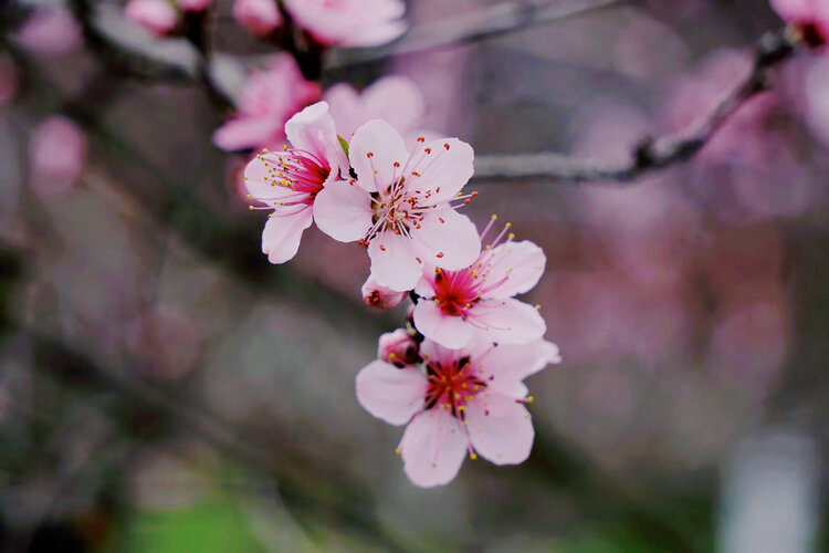 猫咪【美摄视界】