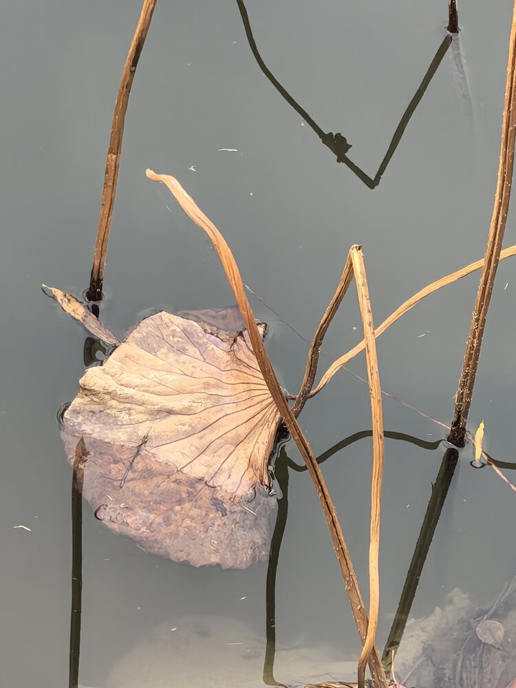 老书生【西窗剪烛】