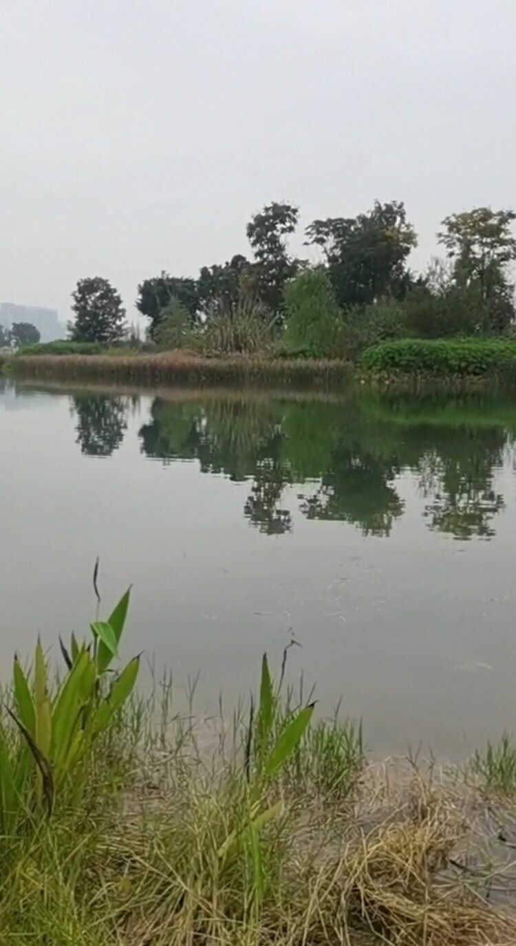 XST😊歌诵🍸豪族唱将