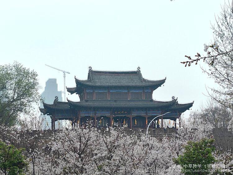 小草羚羊（半卷江南）