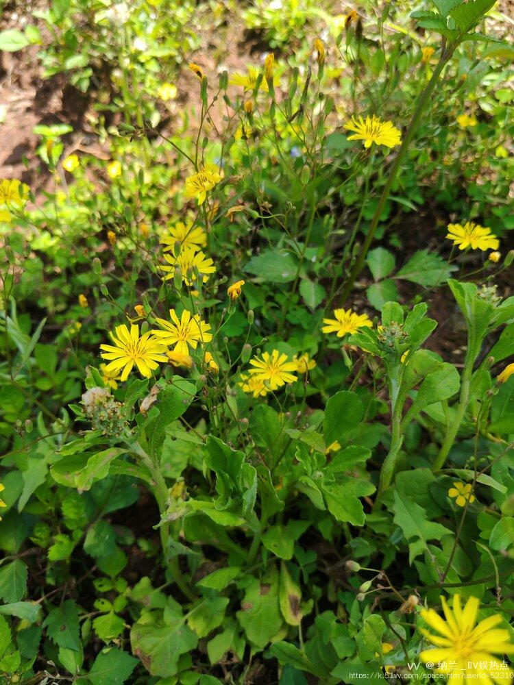 纳兰＿🎤V娱热点