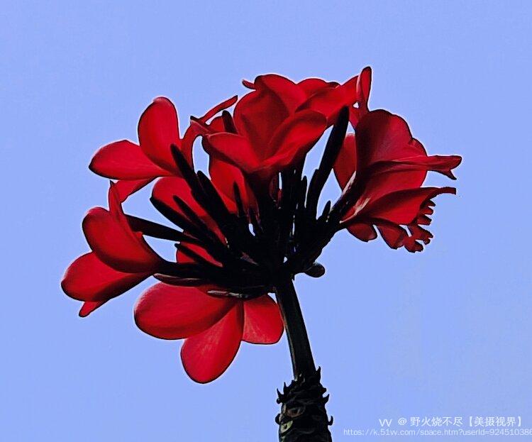 野火烧不尽【美摄视界】