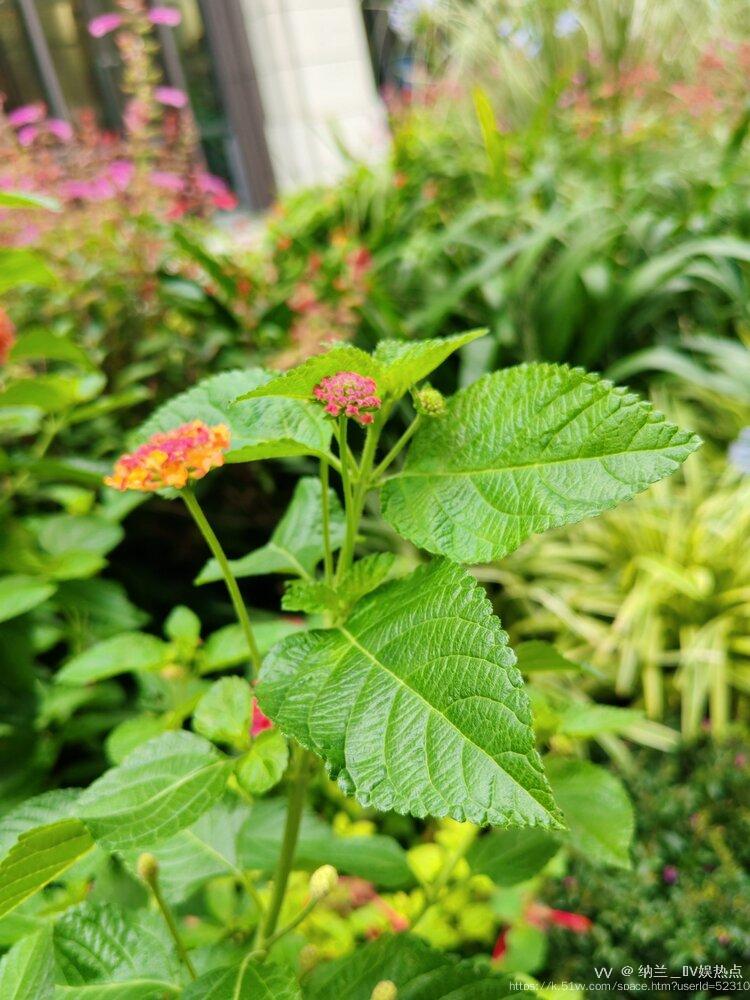 纳兰＿🎤V娱热点