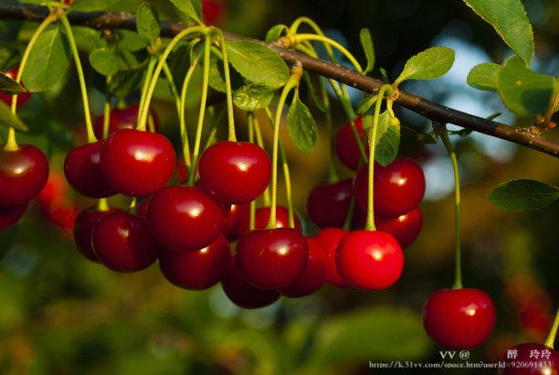 🇨🇳🎖️醉🍒玲玲