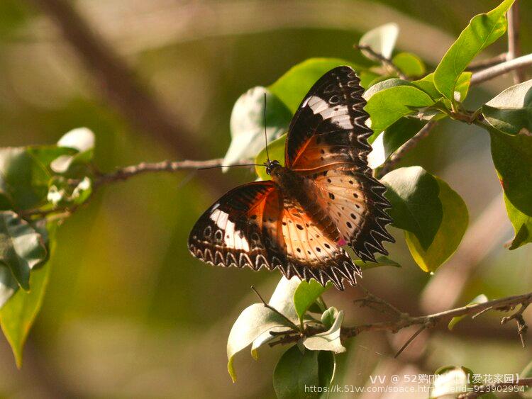 52鹦ꦿོ鹉螺ꦿ【爱花家园】