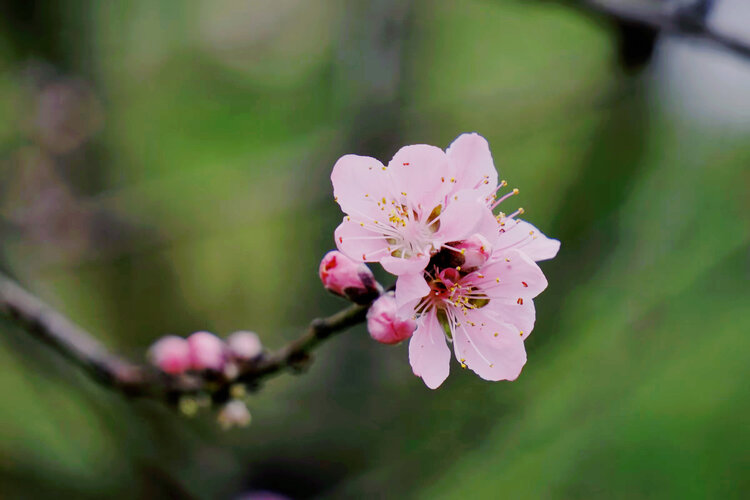 猫咪【美摄视界】