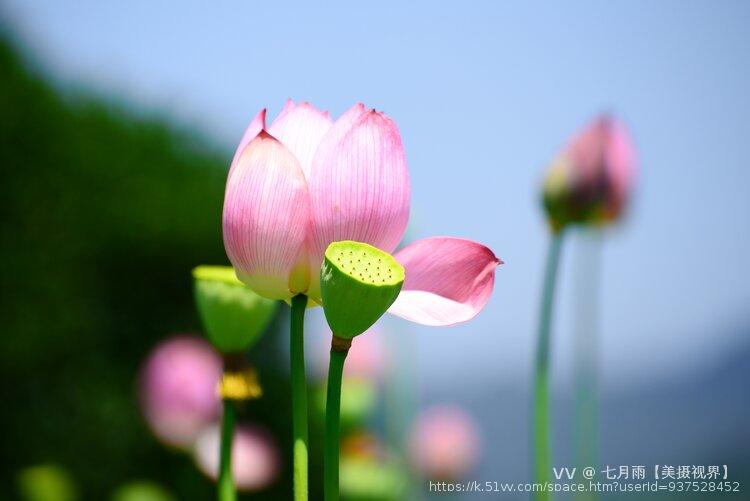 七月雨【美摄视界】 