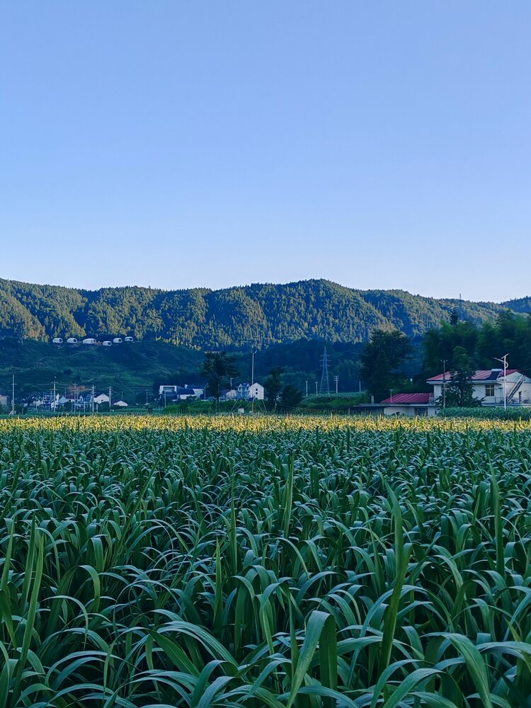 荆涂桃李