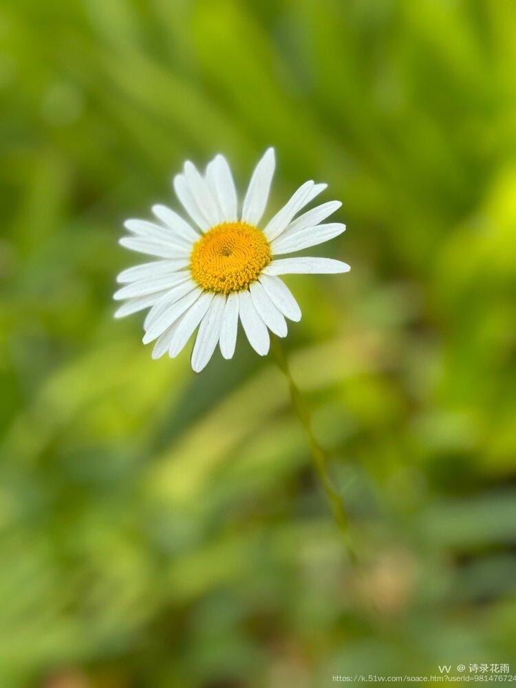 诗录花雨
