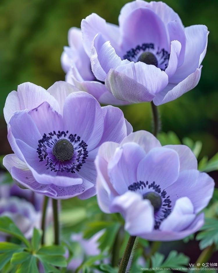 ✿͜坣袖༣ྀ࿆