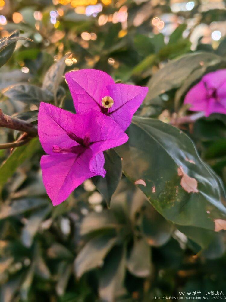 纳兰＿🎤V娱热点