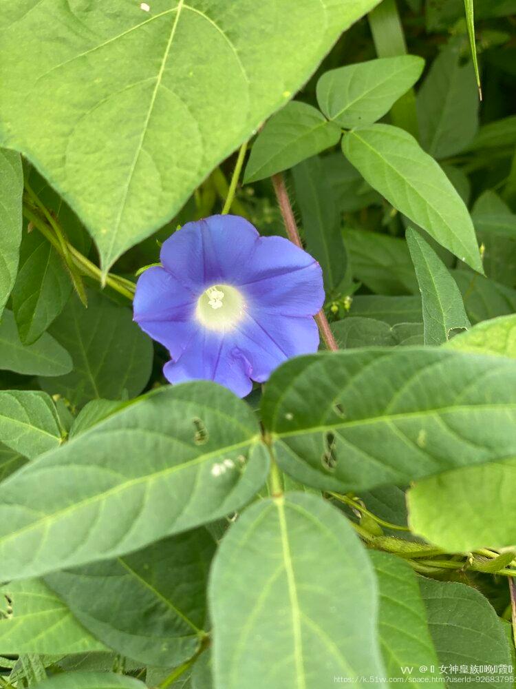 💎 女神皇族꧁晚🎤霞꧂