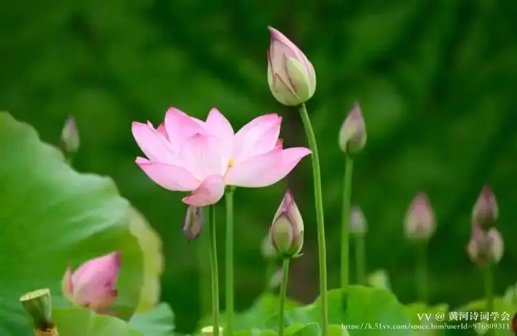 黄河诗词学会