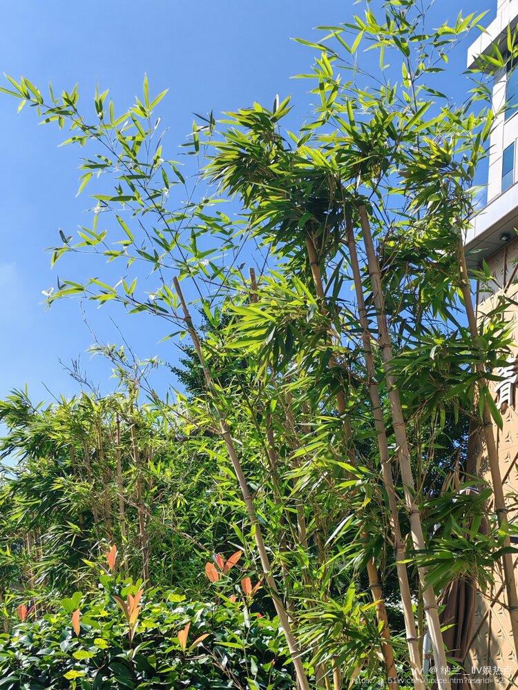 纳兰＿🎤V娱热点