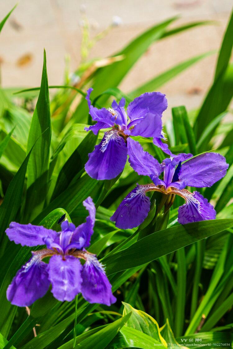 神8🇨🇳🇨🇳🇨🇳