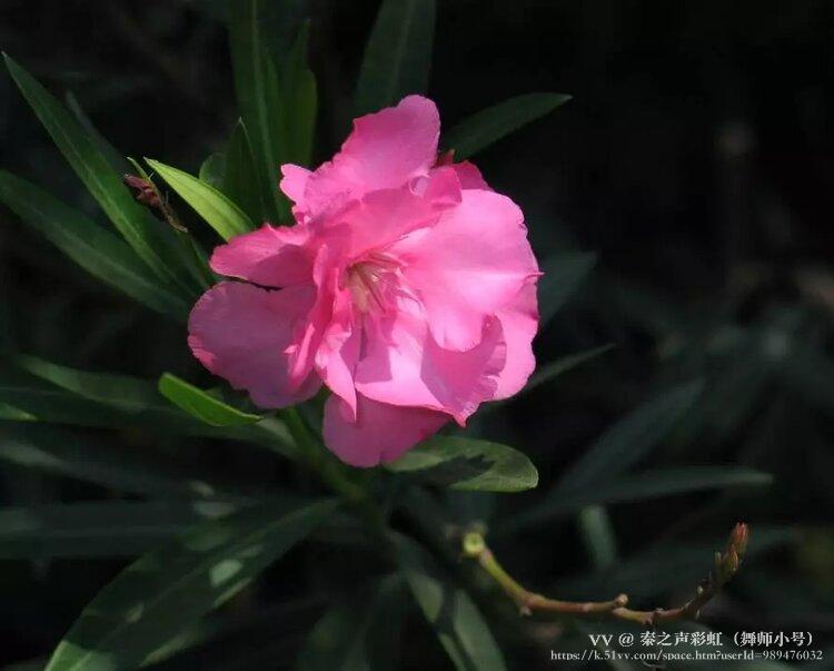 秦之声彩虹（舞师小号）