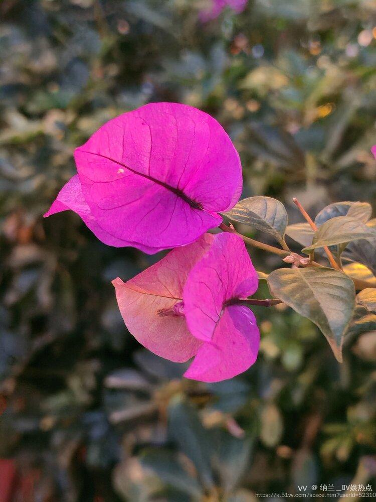 纳兰＿🎤V娱热点