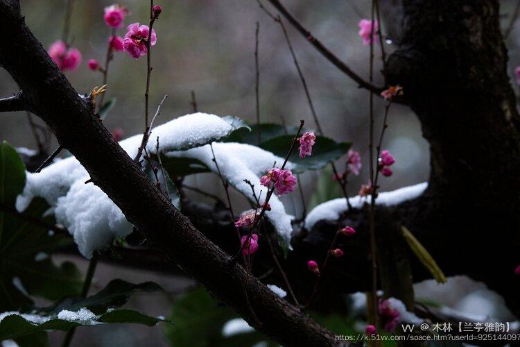 木林【兰亭雅韵】