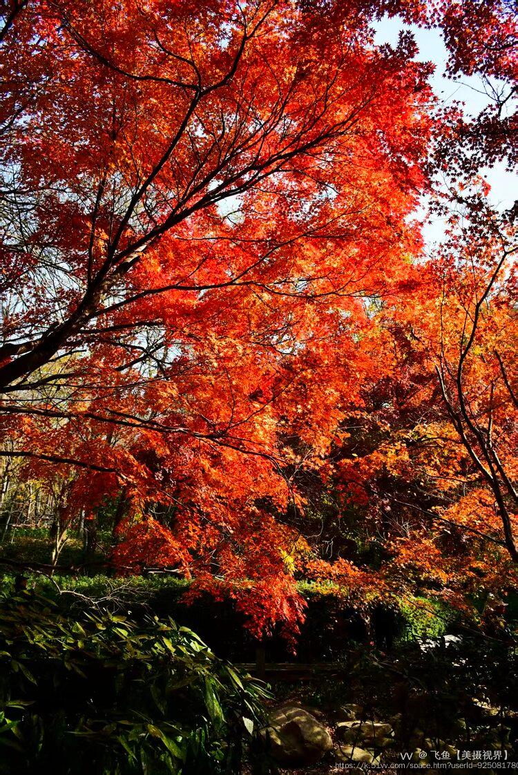 飞鱼【美摄视界】