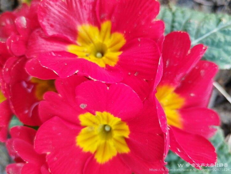 秦之声大秦社静香