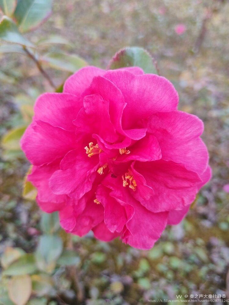 秦之声大秦社静香