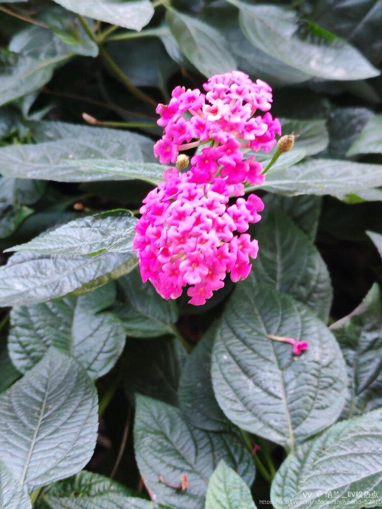 纳兰＿🎤V娱热点