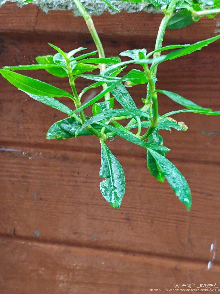 纳兰＿🎤V娱热点