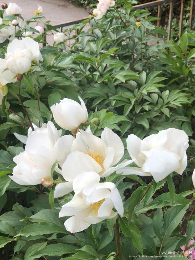 小小马来貘
