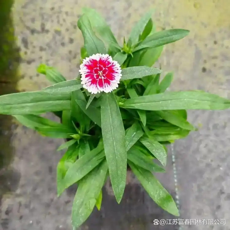 苏莯