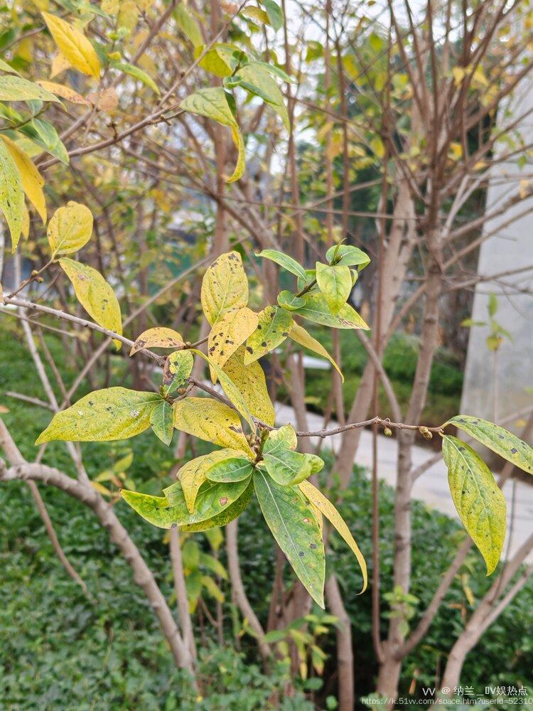 纳兰＿🎤V娱热点