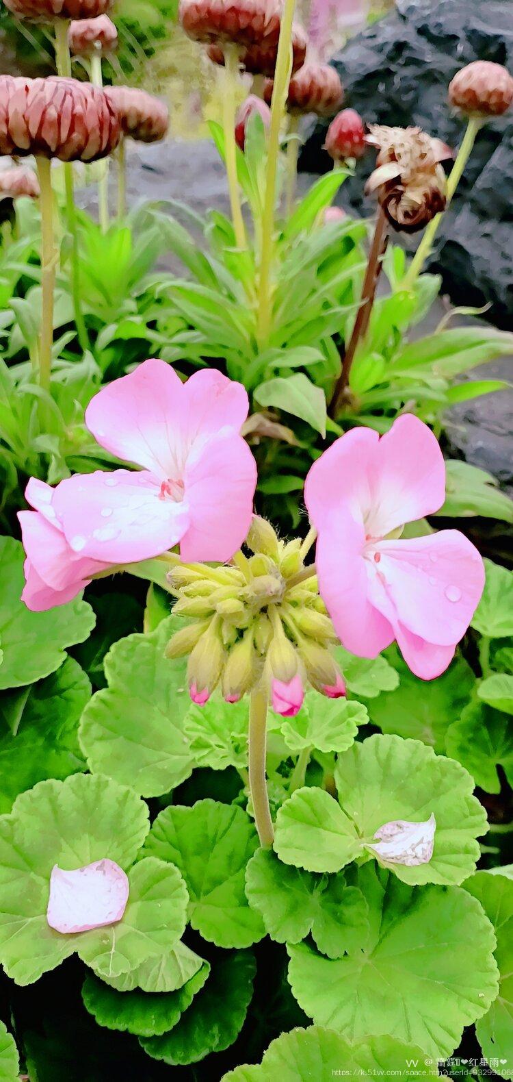 雷霆💫❤️红星雨❤️