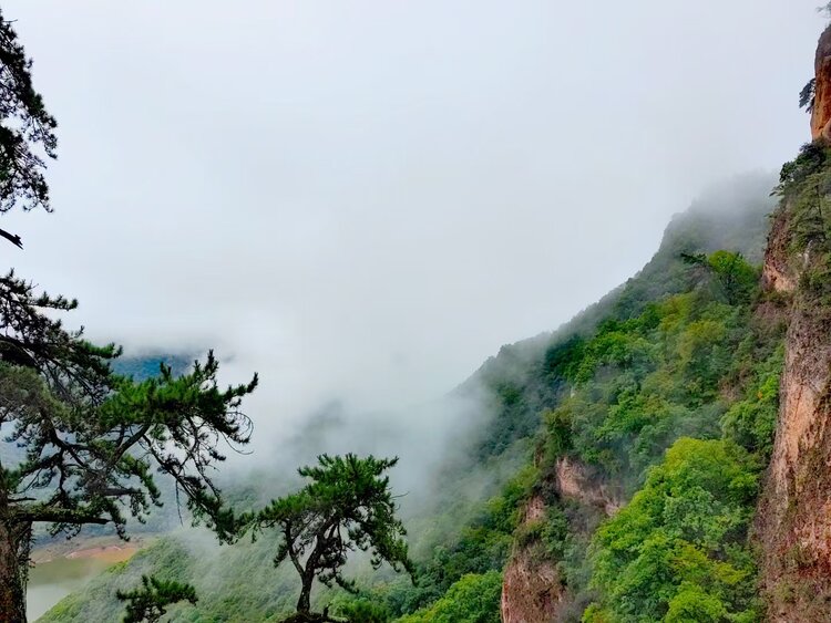 枫叶挺立