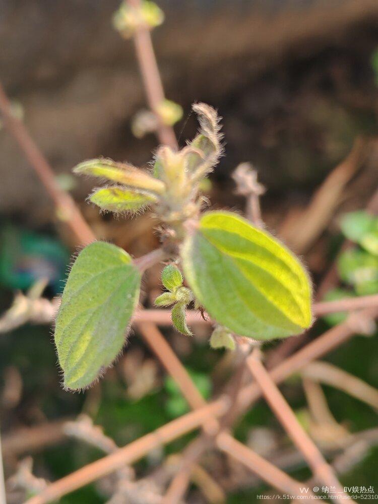 纳兰＿🎤V娱热点