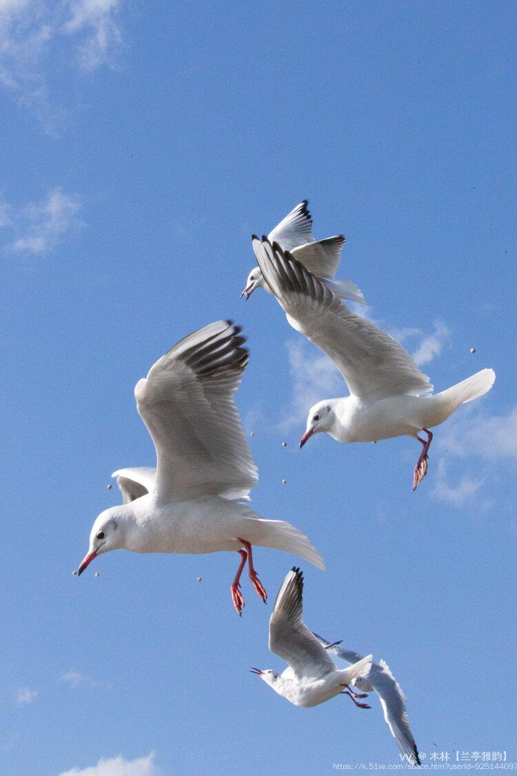 木林【兰亭雅韵】