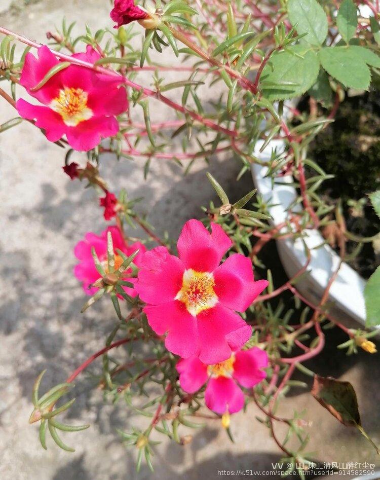 ල᭄一抹᭄༊清风᭄༊醉红尘ღ