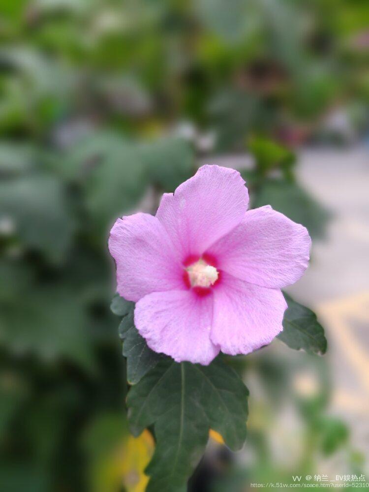 纳兰＿🎤V娱热点