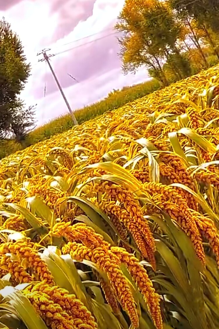 银川市诗词学会