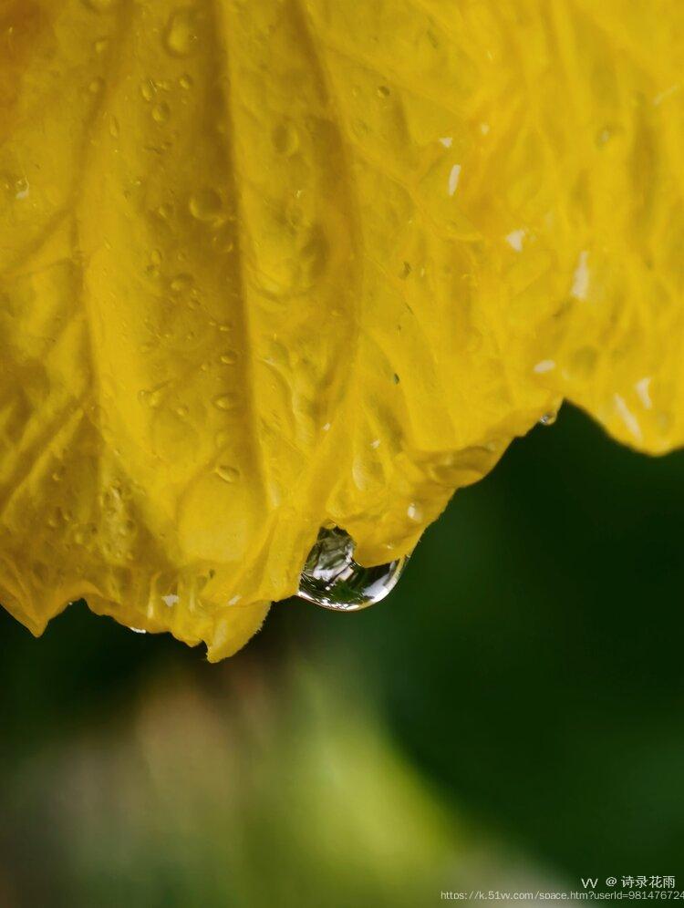 诗录花雨