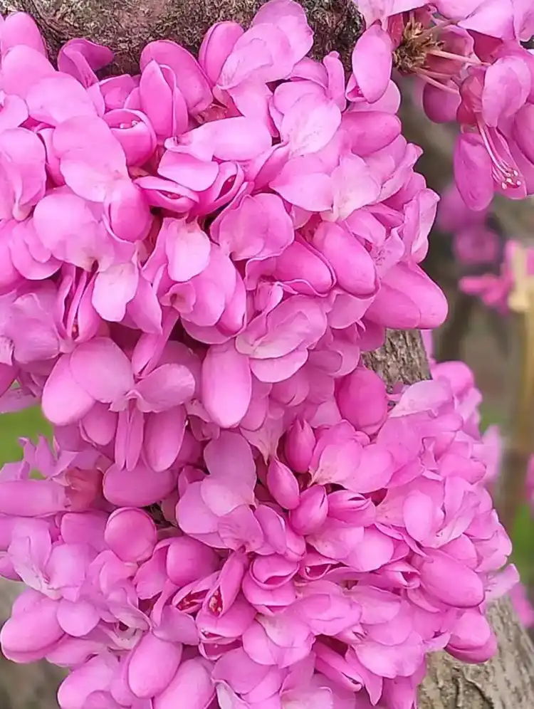 苏莯