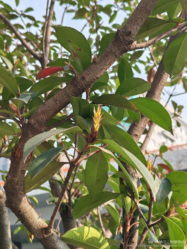 纳兰＿🎤V娱热点