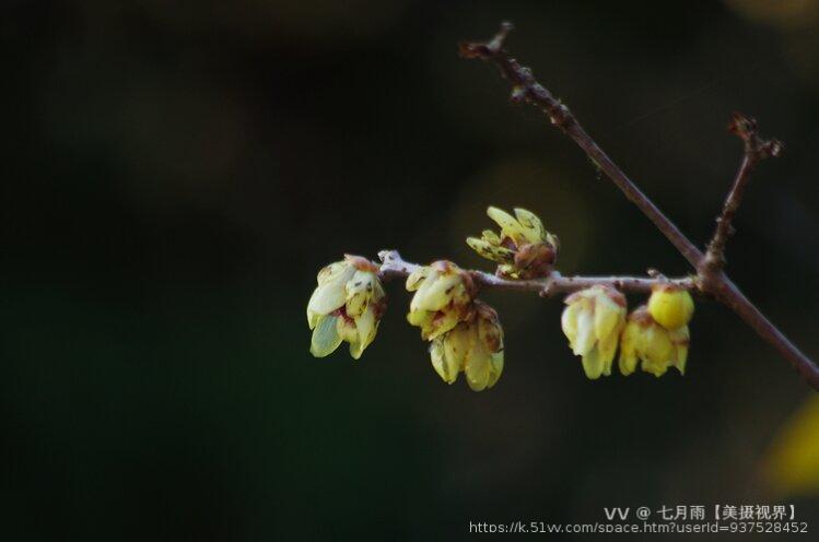 七月雨【美摄视界】 