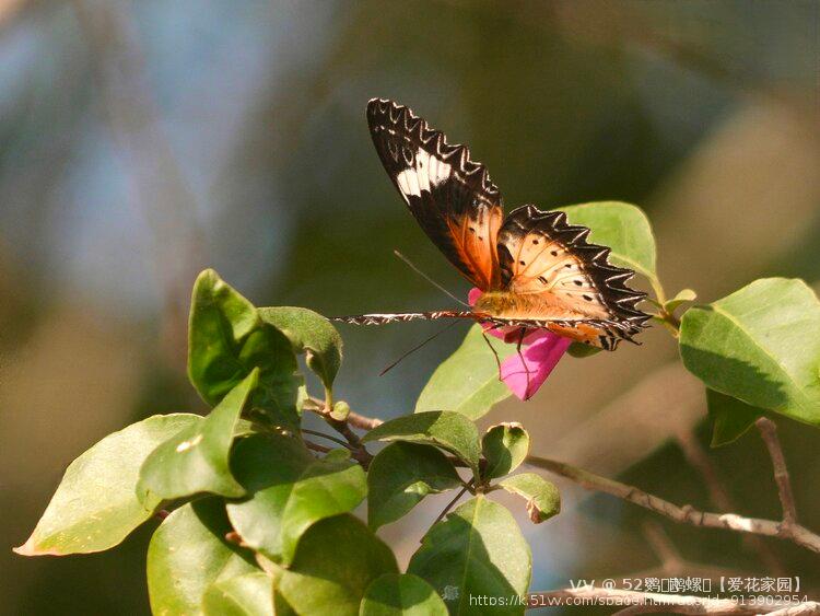 52鹦ꦿོ鹉螺ꦿ【爱花家园】