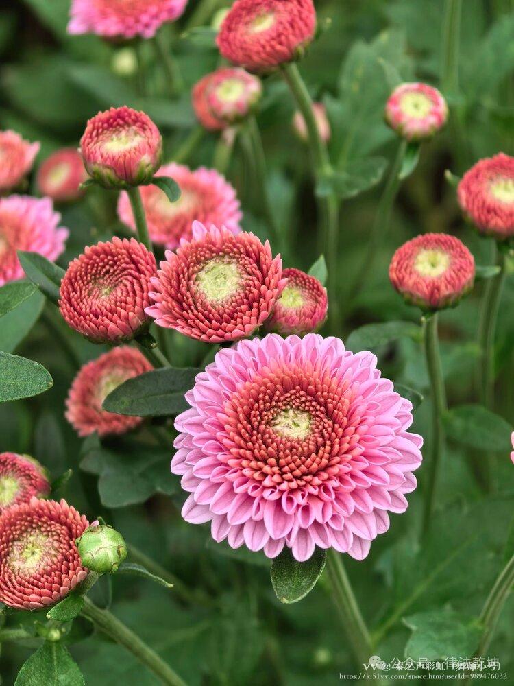 秦之声彩虹（舞师小号）