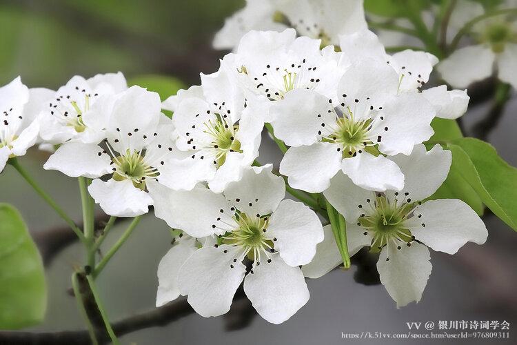 银川市诗词学会