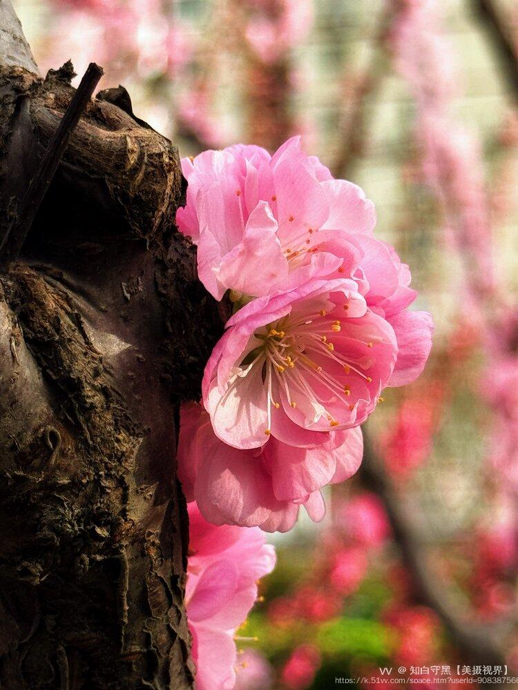 知白守黑【美摄视界】