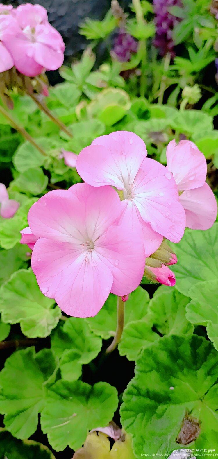 雷霆💫❤️红星雨❤️