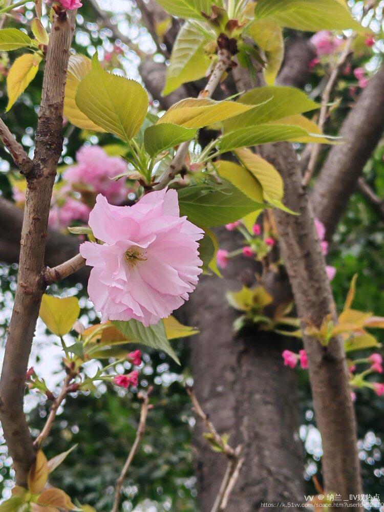 纳兰＿🎤V娱热点