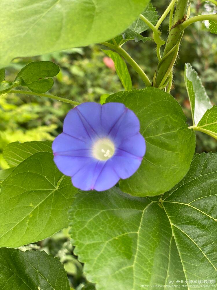 💎 女神皇族꧁晚🎤霞꧂