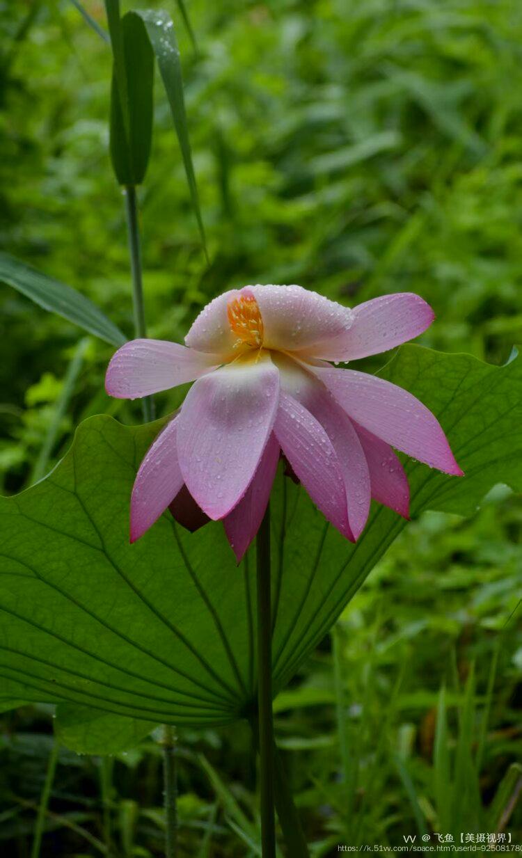 飞鱼【美摄视界】